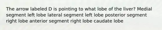 The arrow labeled D is pointing to what lobe of the liver? Medial segment left lobe lateral segment left lobe posterior segment right lobe anterior segment right lobe caudate lobe