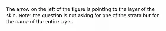 The arrow on the left of the figure is pointing to the layer of the skin. Note: the question is not asking for one of the strata but for the name of the entire layer.