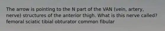 The arrow is pointing to the N part of the VAN (vein, artery, nerve) structures of the anterior thigh. What is this nerve called? femoral sciatic tibial obturator common fibular