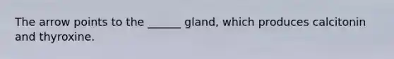 The arrow points to the ______ gland, which produces calcitonin and thyroxine.