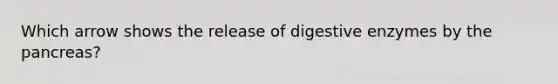 Which arrow shows the release of digestive enzymes by the pancreas?