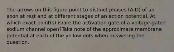 The arrows on this figure point to distinct phases (A-D) of an axon at rest and at different stages of an action potential. At which exact point(s) is/are the activation gate of a voltage-gated sodium channel open?Take note of the approximate membrane potential at each of the yellow dots when answering the question.