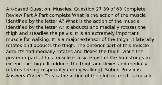 Art-based Question: Muscles, Question 27 39 of 63 Complete Review Part A Part complete What is the action of the muscle identified by the letter A? What is the action of the muscle identified by the letter A? It abducts and medially rotates the thigh and steadies the pelvis. It is an extremely important muscle for walking. It is a major extensor of the thigh. It laterally rotates and abducts the thigh. The anterior part of this muscle adducts and medially rotates and flexes the thigh, while the posterior part of this muscle is a synergist of the hamstrings to extend the thigh. It adducts the thigh and flexes and medially rotates the leg (especially during walking). SubmitPrevious Answers Correct This is the action of the gluteus medius muscle.