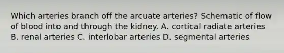 Which arteries branch off the arcuate arteries? Schematic of flow of blood into and through the kidney. A. cortical radiate arteries B. renal arteries C. interlobar arteries D. segmental arteries