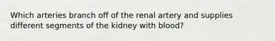 Which arteries branch off of the renal artery and supplies different segments of the kidney with blood?