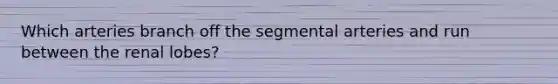 Which arteries branch off the segmental arteries and run between the renal lobes?