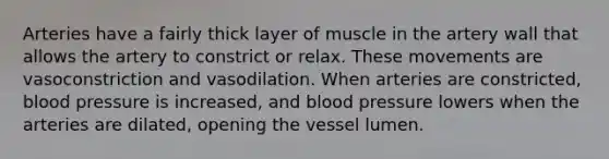 Arteries have a fairly thick layer of muscle in the artery wall that allows the artery to constrict or relax. These movements are vasoconstriction and vasodilation. When arteries are constricted, blood pressure is increased, and blood pressure lowers when the arteries are dilated, opening the vessel lumen.