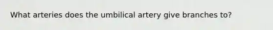 What arteries does the umbilical artery give branches to?