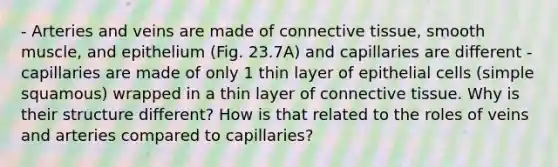 - Arteries and veins are made of connective tissue, smooth muscle, and epithelium (Fig. 23.7A) and capillaries are different - capillaries are made of only 1 thin layer of epithelial cells (simple squamous) wrapped in a thin layer of connective tissue. Why is their structure different? How is that related to the roles of veins and arteries compared to capillaries?