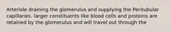 Arteriole draining the glomerulus and supplying the Peritubular capillaries. larger constituents like blood cells and proteins are retained by the glomerulus and will travel out through the