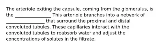 The arteriole exiting the capsule, coming from the glomerulus, is the ________________ This arteriole branches into a network of _________________ that surround the proximal and distal convoluted tubules. These capillaries interact with the convoluted tubules to reabsorb water and adjust the concentrations of solutes in the filtrate.