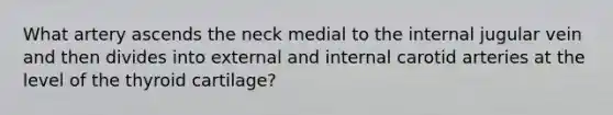 What artery ascends the neck medial to the internal jugular vein and then divides into external and internal carotid arteries at the level of the thyroid cartilage?