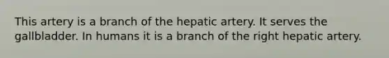 This artery is a branch of the hepatic artery. It serves the gallbladder. In humans it is a branch of the right hepatic artery.