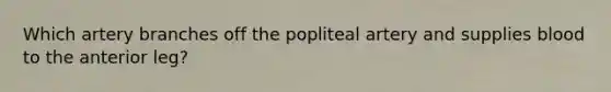 Which artery branches off the popliteal artery and supplies blood to the anterior leg?