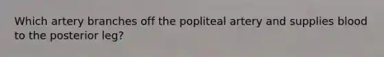 Which artery branches off the popliteal artery and supplies blood to the posterior leg?