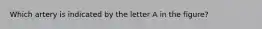 Which artery is indicated by the letter A in the figure?