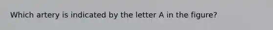 Which artery is indicated by the letter A in the figure?