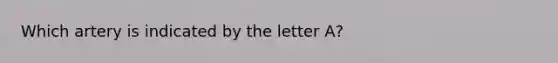 Which artery is indicated by the letter A?