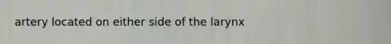artery located on either side of the larynx