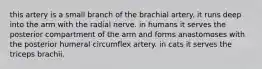 this artery is a small branch of the brachial artery. it runs deep into the arm with the radial nerve. in humans it serves the posterior compartment of the arm and forms anastomoses with the posterior humeral circumflex artery. in cats it serves the triceps brachii.