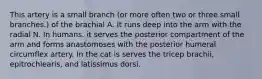 This artery is a small branch (or more often two or three small branches.) of the brachial A. It runs deep into the arm with the radial N. In humans, it serves the posterior compartment of the arm and forms anastomoses with the posterior humeral circumflex artery. In the cat is serves the tricep brachii, epitrochlearis, and latissimus dorsi.