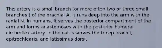 This artery is a small branch (or more often two or three small branches.) of the brachial A. It runs deep into the arm with the radial N. In humans, it serves the posterior compartment of the arm and forms anastomoses with the posterior humeral circumflex artery. In the cat is serves the tricep brachii, epitrochlearis, and latissimus dorsi.