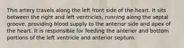 This artery travels along the left front side of the heart. It sits between the right and left ventricles, running along the septal groove, providing blood supply to the anterior side and apex of the heart. It is responsible for feeding the anterior and bottom portions of the left ventricle and anterior septum.