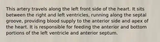 This artery travels along the left front side of the heart. It sits between the right and left ventricles, running along the septal groove, providing blood supply to the anterior side and apex of the heart. It is responsible for feeding the anterior and bottom portions of the left ventricle and anterior septum.