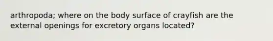 arthropoda; where on the body surface of crayfish are the external openings for excretory organs located?