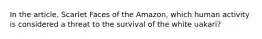 In the article, Scarlet Faces of the Amazon, which human activity is considered a threat to the survival of the white uakari?