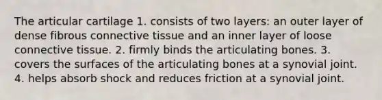 The articular cartilage 1. consists of two layers: an outer layer of dense fibrous connective tissue and an inner layer of loose connective tissue. 2. firmly binds the articulating bones. 3. covers the surfaces of the articulating bones at a synovial joint. 4. helps absorb shock and reduces friction at a synovial joint.