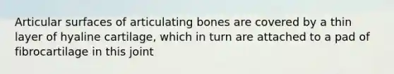 Articular surfaces of articulating bones are covered by a thin layer of hyaline cartilage, which in turn are attached to a pad of fibrocartilage in this joint