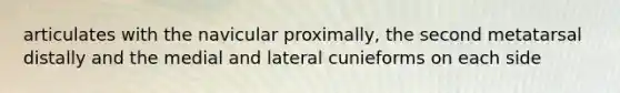 articulates with the navicular proximally, the second metatarsal distally and the medial and lateral cunieforms on each side