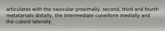 articulates with the navicular proximally, second, third and fourth metatarsals distally, the intermediate cuneiform medially and the cuboid laterally