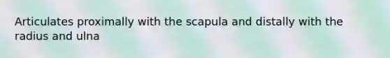 Articulates proximally with the scapula and distally with the radius and ulna