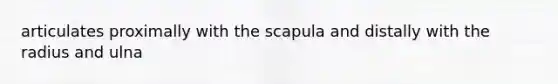 articulates proximally with the scapula and distally with the radius and ulna