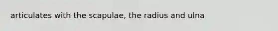 articulates with the scapulae, the radius and ulna