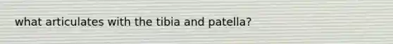 what articulates with the tibia and patella?