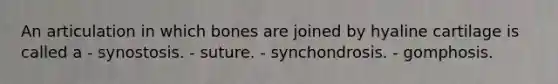 An articulation in which bones are joined by hyaline cartilage is called a - synostosis. - suture. - synchondrosis. - gomphosis.