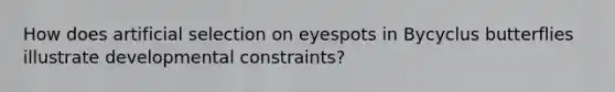 How does artificial selection on eyespots in Bycyclus butterflies illustrate developmental constraints?