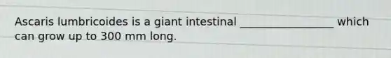 Ascaris lumbricoides is a giant intestinal _________________ which can grow up to 300 mm long.