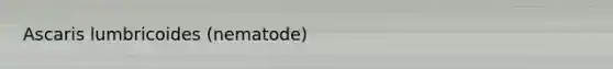 Ascaris lumbricoides (nematode)