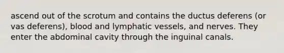 ascend out of the scrotum and contains the ductus deferens (or vas deferens), blood and lymphatic vessels, and nerves. They enter the abdominal cavity through the inguinal canals.