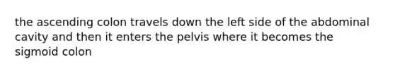 the ascending colon travels down the left side of the abdominal cavity and then it enters the pelvis where it becomes the sigmoid colon