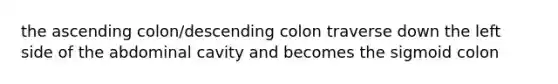 the ascending colon/descending colon traverse down the left side of the abdominal cavity and becomes the sigmoid colon