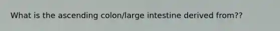 What is the ascending colon/large intestine derived from??