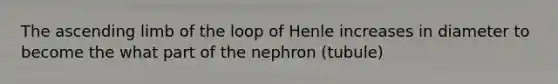 The ascending limb of the loop of Henle increases in diameter to become the what part of the nephron (tubule)