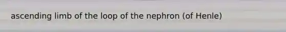 ascending limb of the loop of the nephron (of Henle)