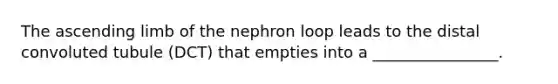 The ascending limb of the nephron loop leads to the distal convoluted tubule (DCT) that empties into a ________________.