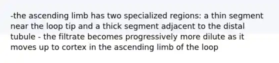 -the ascending limb has two specialized regions: a thin segment near the loop tip and a thick segment adjacent to the distal tubule - the filtrate becomes progressively more dilute as it moves up to cortex in the ascending limb of the loop